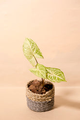Syngonium "Batik"